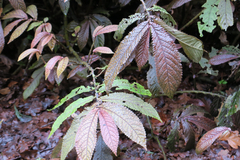 Elatostema rugosum