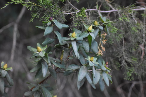 Hypericum frondosum iNat (2)
