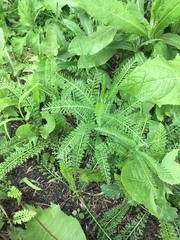 Achillea millefolium