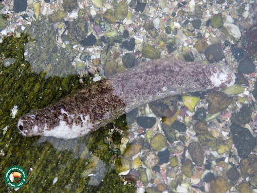 Holothuria grisea