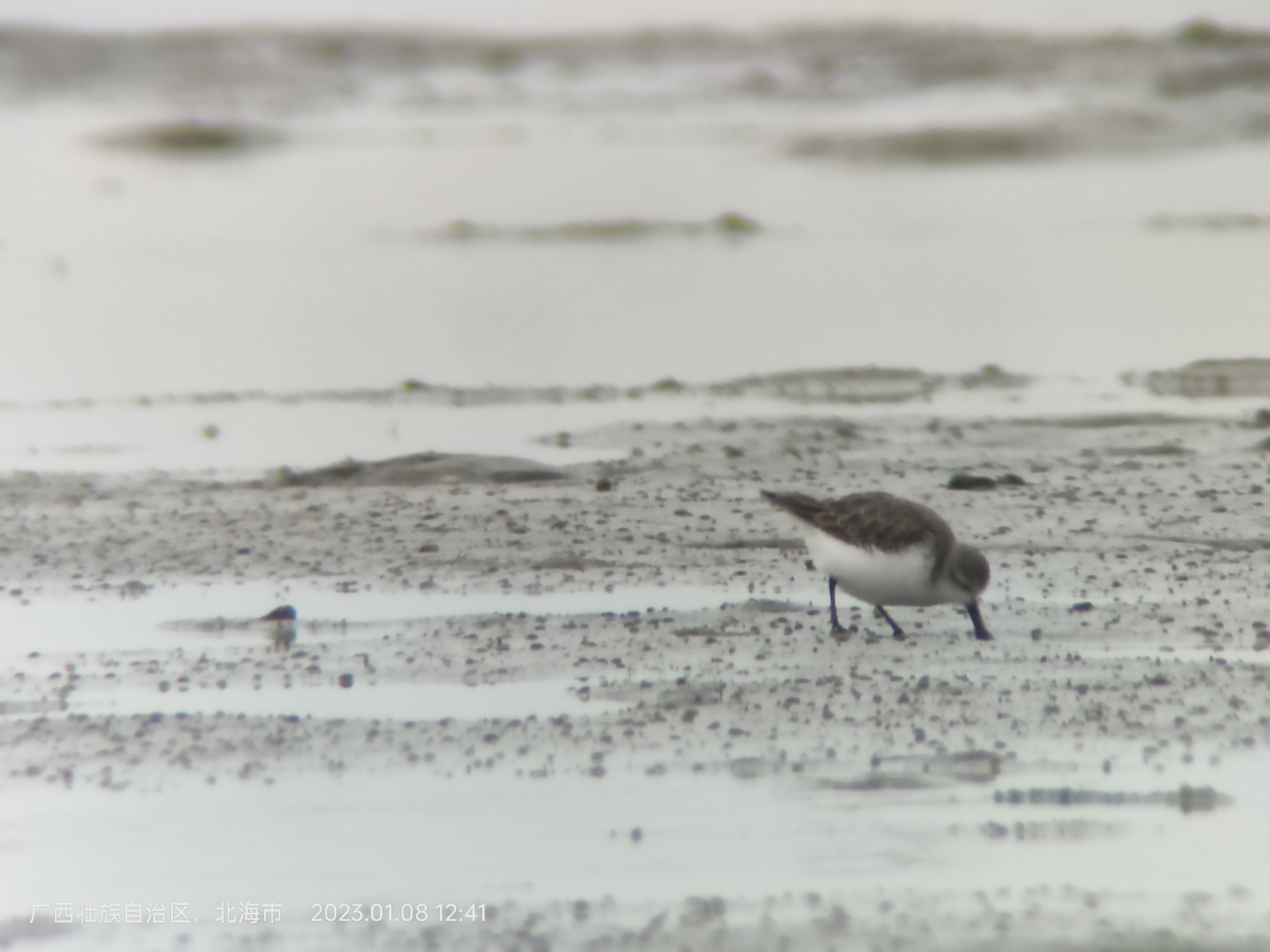Spoon-billed Sandpiper