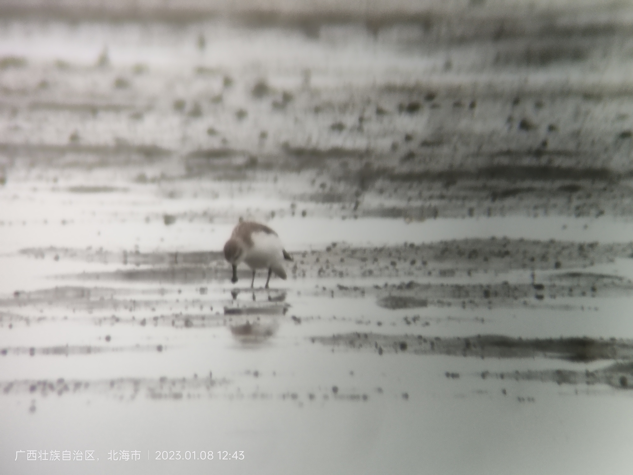Spoon-billed Sandpiper