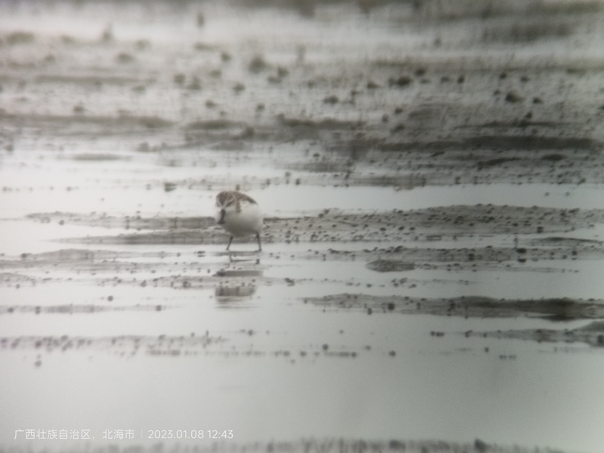 Spoon-billed Sandpiper
