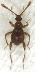 Gerallus punctipennis