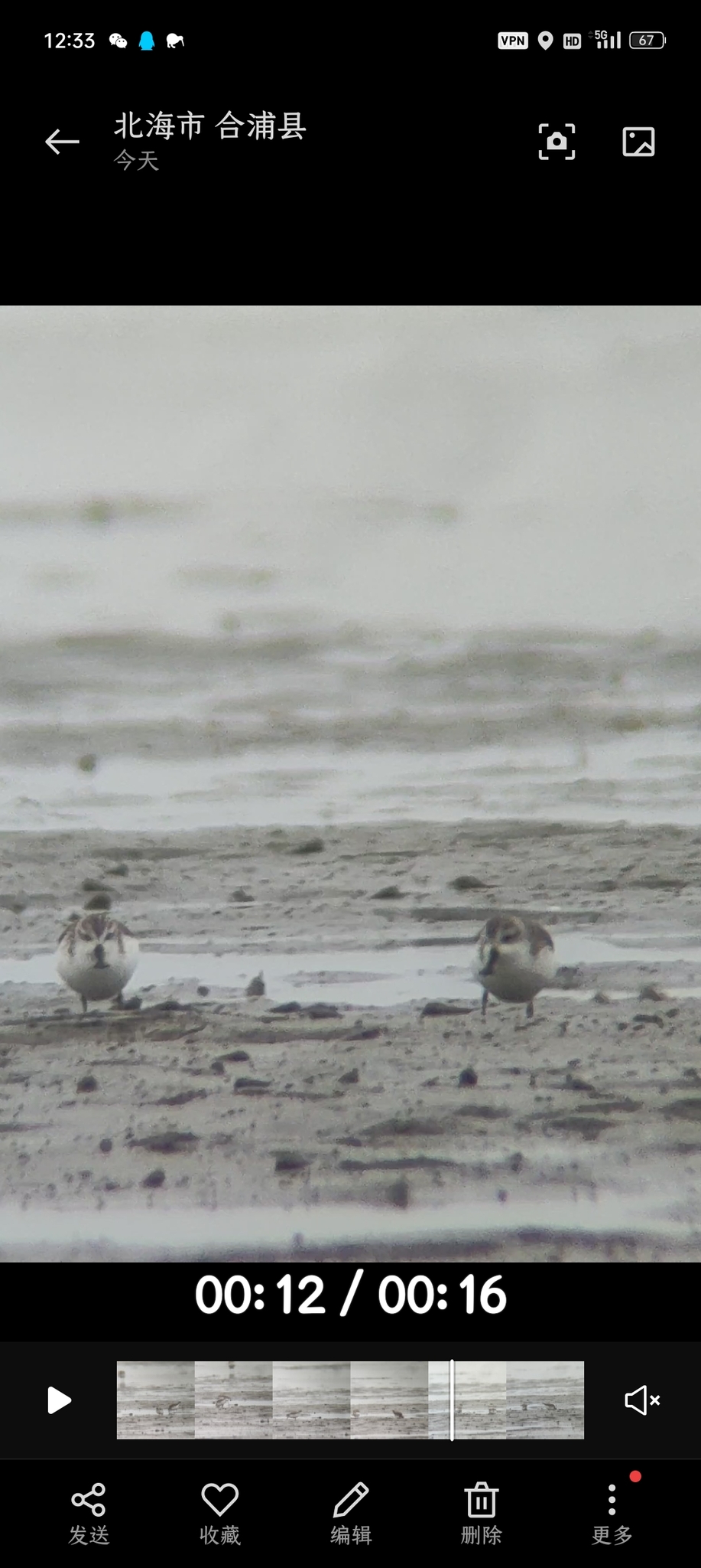 Spoon-billed Sandpiper