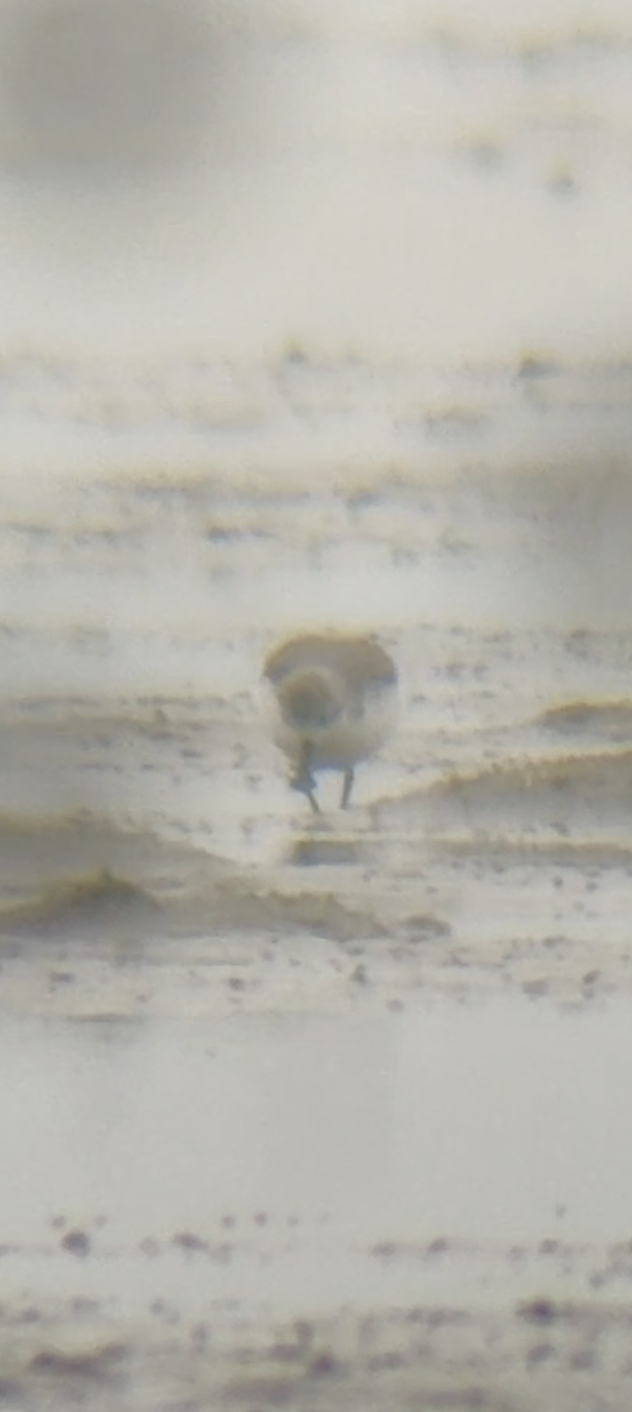 Spoon-billed Sandpiper