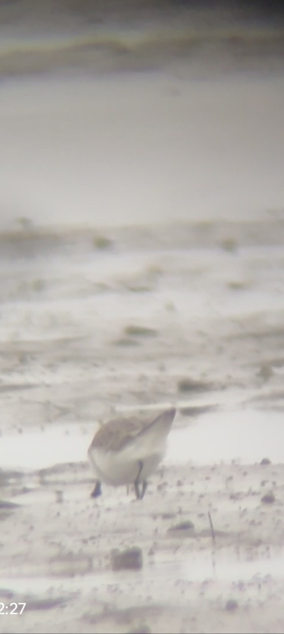 Spoon-billed Sandpiper