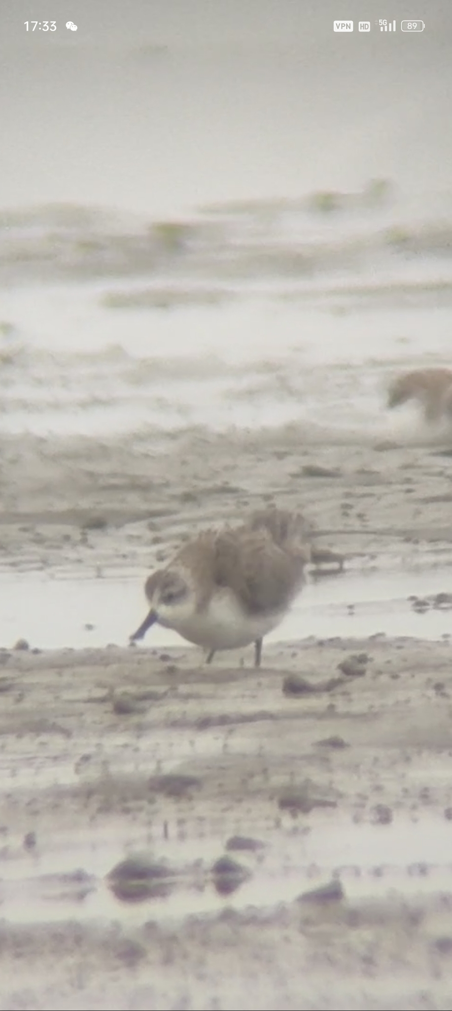 Spoon-billed Sandpiper