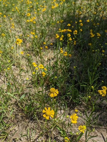 Image of Helenium virginicum by (c) Alaina Krakowiak, some rights reserved (CC BY)