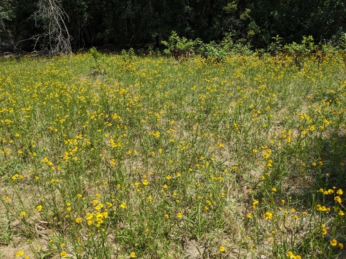 Image of Helenium virginicum by (c) Alaina Krakowiak, some rights reserved (CC BY)