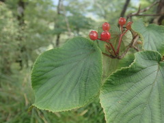 Viburnum furcatum