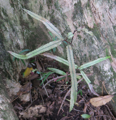 Knightia excelsa