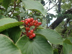 Viburnum furcatum