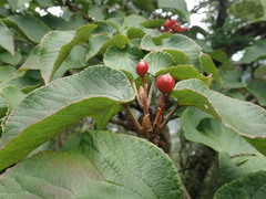 Viburnum furcatum
