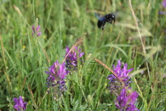 Xylocopa violacea