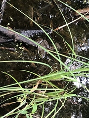 Lithobates clamitans