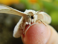 Bombyx mori
