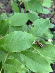 Syrphus knabi