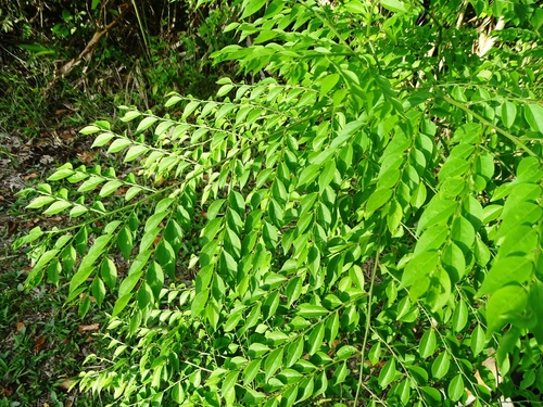 Phyllanthus acuminatus, 2019-06-14
