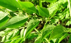 Phyllanthus acuminatus