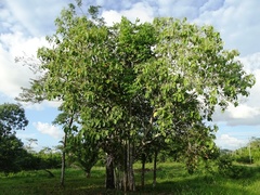 Coccoloba belizensis