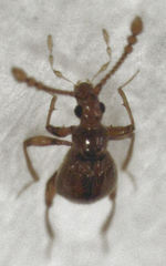 Gerallus punctipennis