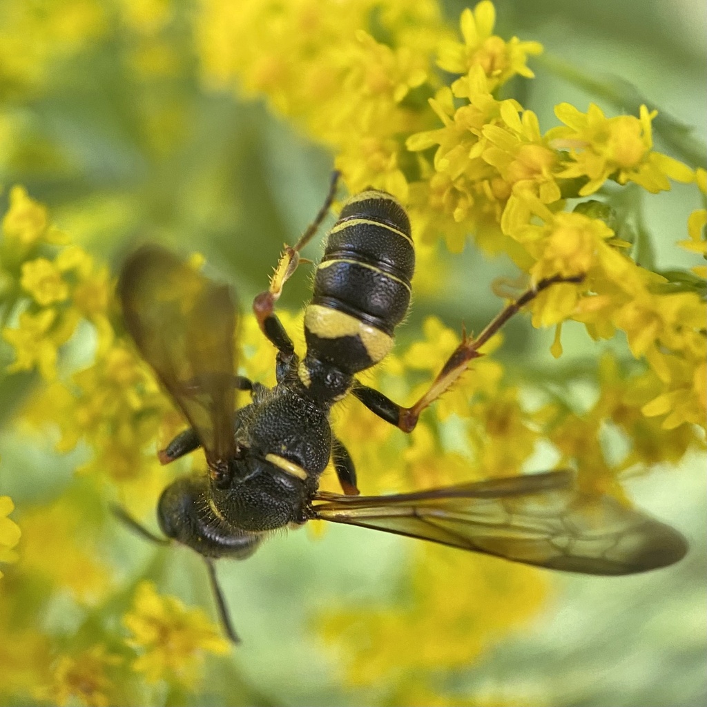 Cerceris halone
