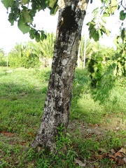 Coccoloba belizensis