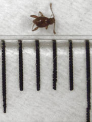 Gerallus punctipennis