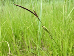 Carex lasiocarpa