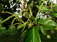 Coccoloba belizensis