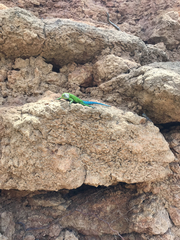 Sceloporus smaragdinus