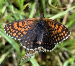 Melitaea caucasogenita
