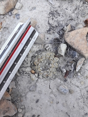 Ariocarpus kotschoubeyanus