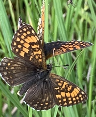 Melitaea caucasogenita