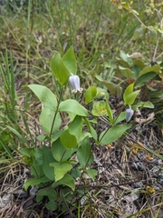 Clematis albicoma
