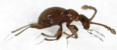Gerallus punctipennis