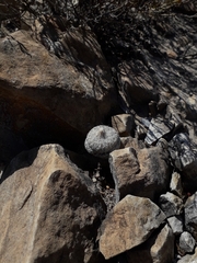 Epithelantha greggii