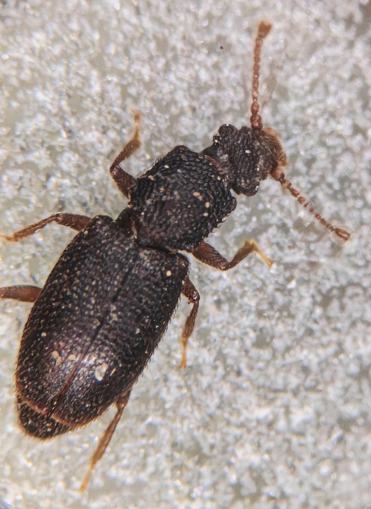 Monotoma arida