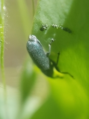 Mecinus janthiniformis
