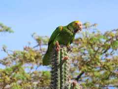 Amazona barbadensis