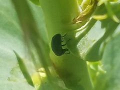 Mecinus janthiniformis