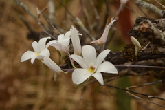 Dendrobium barbatulum