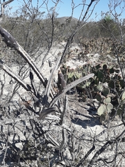 Peniocereus greggii greggii