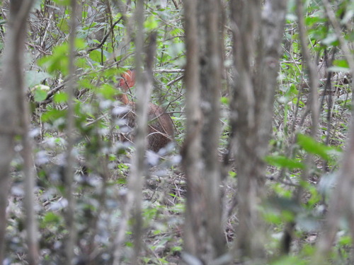 Yucatán Cottontail (Sylvilagus yucatanicus)