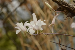Dendrobium barbatulum
