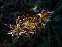 Artemisia vulgaris