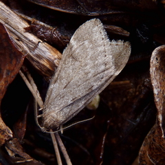 Alsophila pometaria