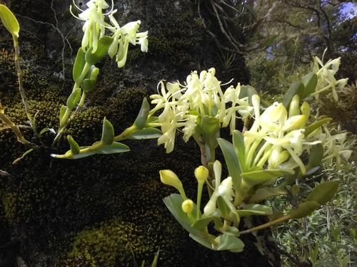 Epidendrum firmum