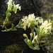 Epidendrum firmum - Photo (c) Raúl Fernando Ramírez Barragán, some rights reserved (CC BY-NC), uploaded by Raúl Fernando Ramírez Barragán